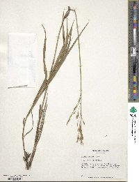 Bromus inermis image