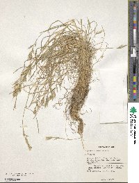 Bromus intermedius image