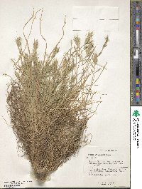 Bromus intermedius image