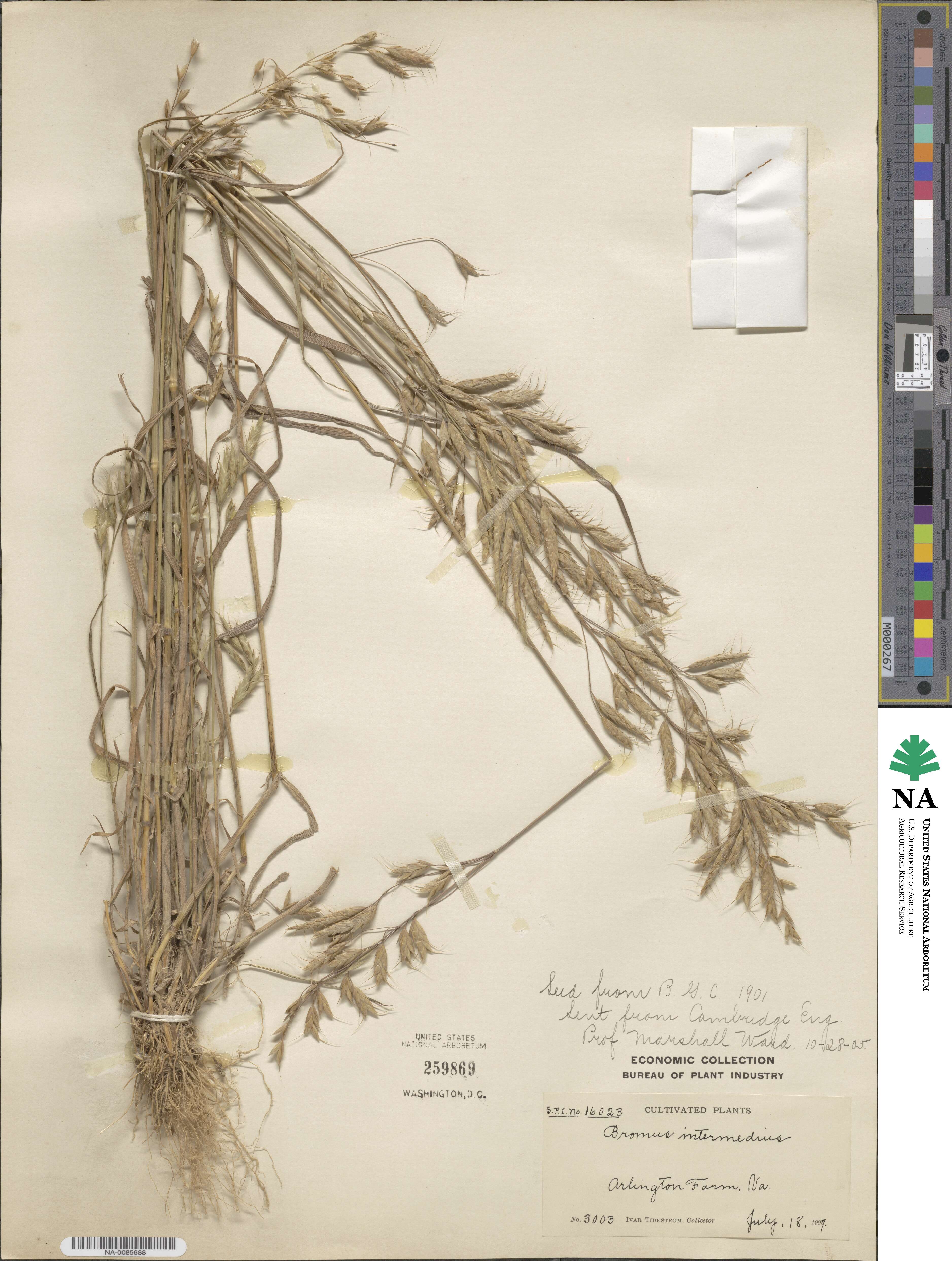 Bromus intermedius image