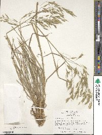 Bromus japonicus image