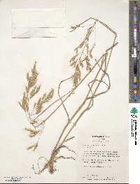 Bromus japonicus image