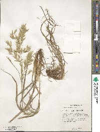 Bromus japonicus image