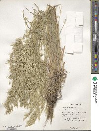 Bromus japonicus image