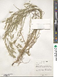 Bromus japonicus image