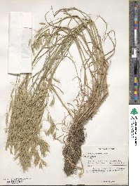 Bromus japonicus image