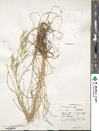 Bromus japonicus image