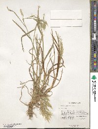 Bromus japonicus image