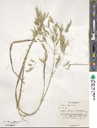 Bromus japonicus image