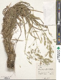 Bromus japonicus image