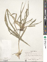 Bromus japonicus image