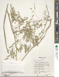 Bromus japonicus image