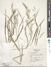 Bromus japonicus image