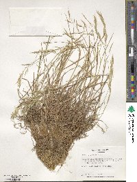 Bromus japonicus image