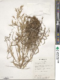 Bromus japonicus image