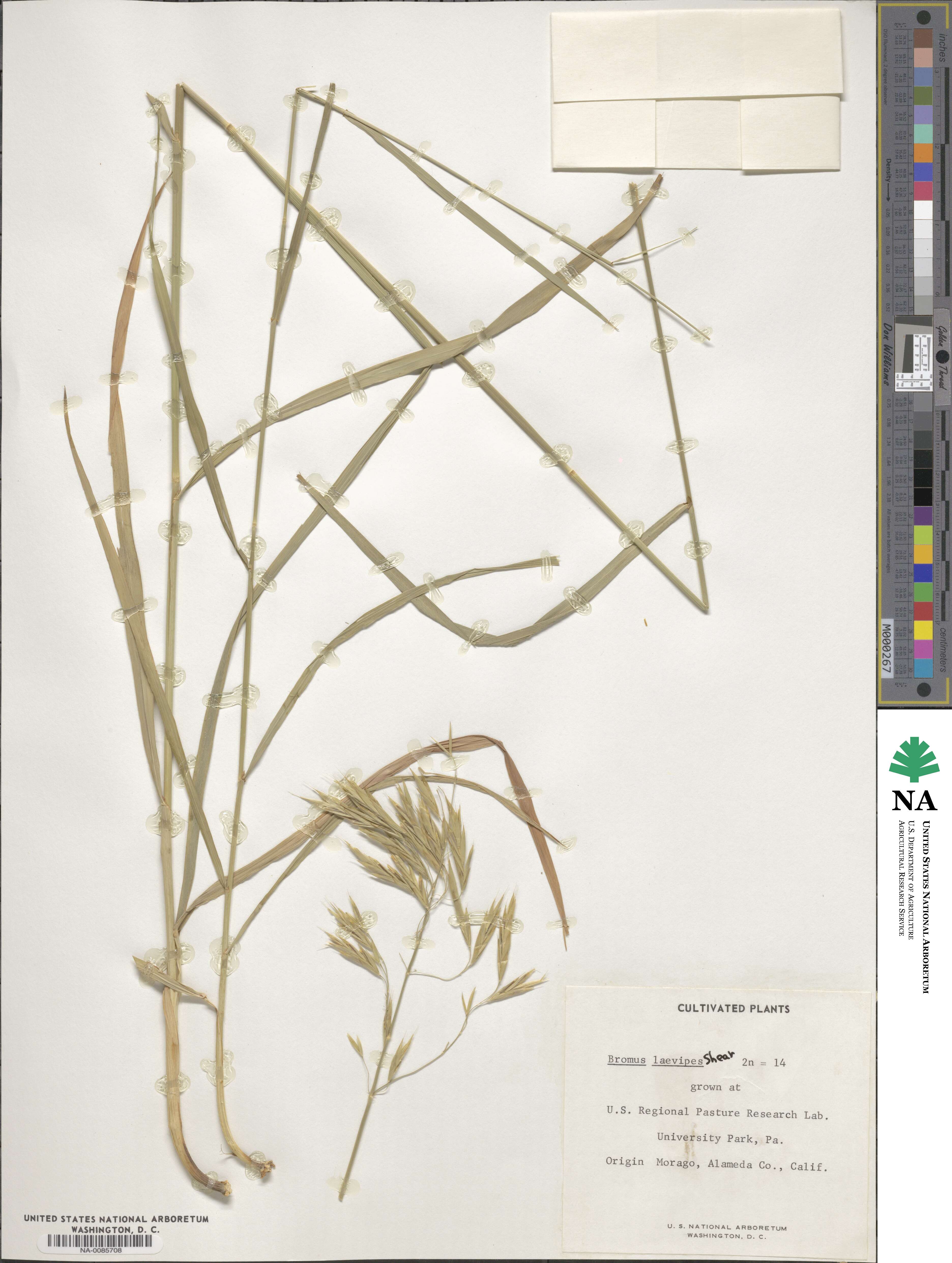 Bromus laevipes image