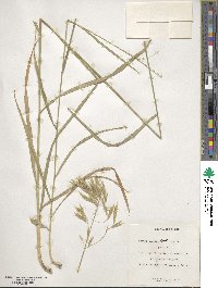 Bromus laevipes image