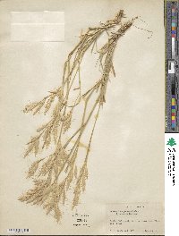 Bromus lanceolatus image