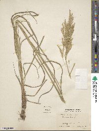 Bromus inermis image