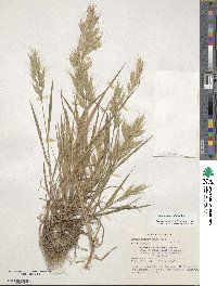 Bromus lanceolatus image