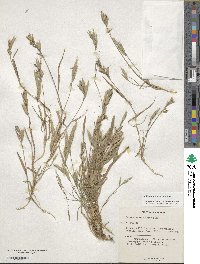 Bromus lanceolatus image