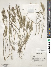 Bromus lanceolatus image