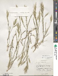 Bromus lanceolatus image