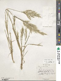 Bromus lanceolatus image