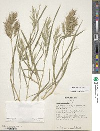 Bromus lanceolatus image