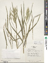 Bromus lanceolatus image