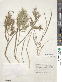 Bromus lanceolatus image