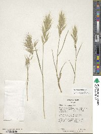 Bromus lanceolatus image