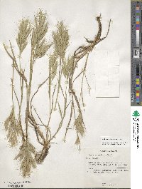 Bromus lanceolatus image