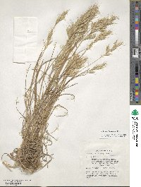 Bromus lanceolatus image