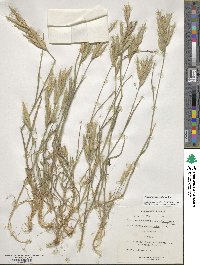 Bromus lanceolatus image