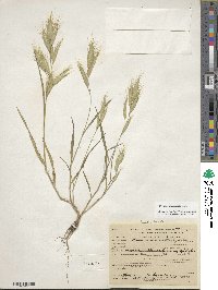 Bromus lanceolatus image