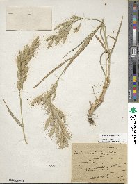 Bromus lanceolatus image