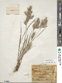 Bromus lanceolatus image