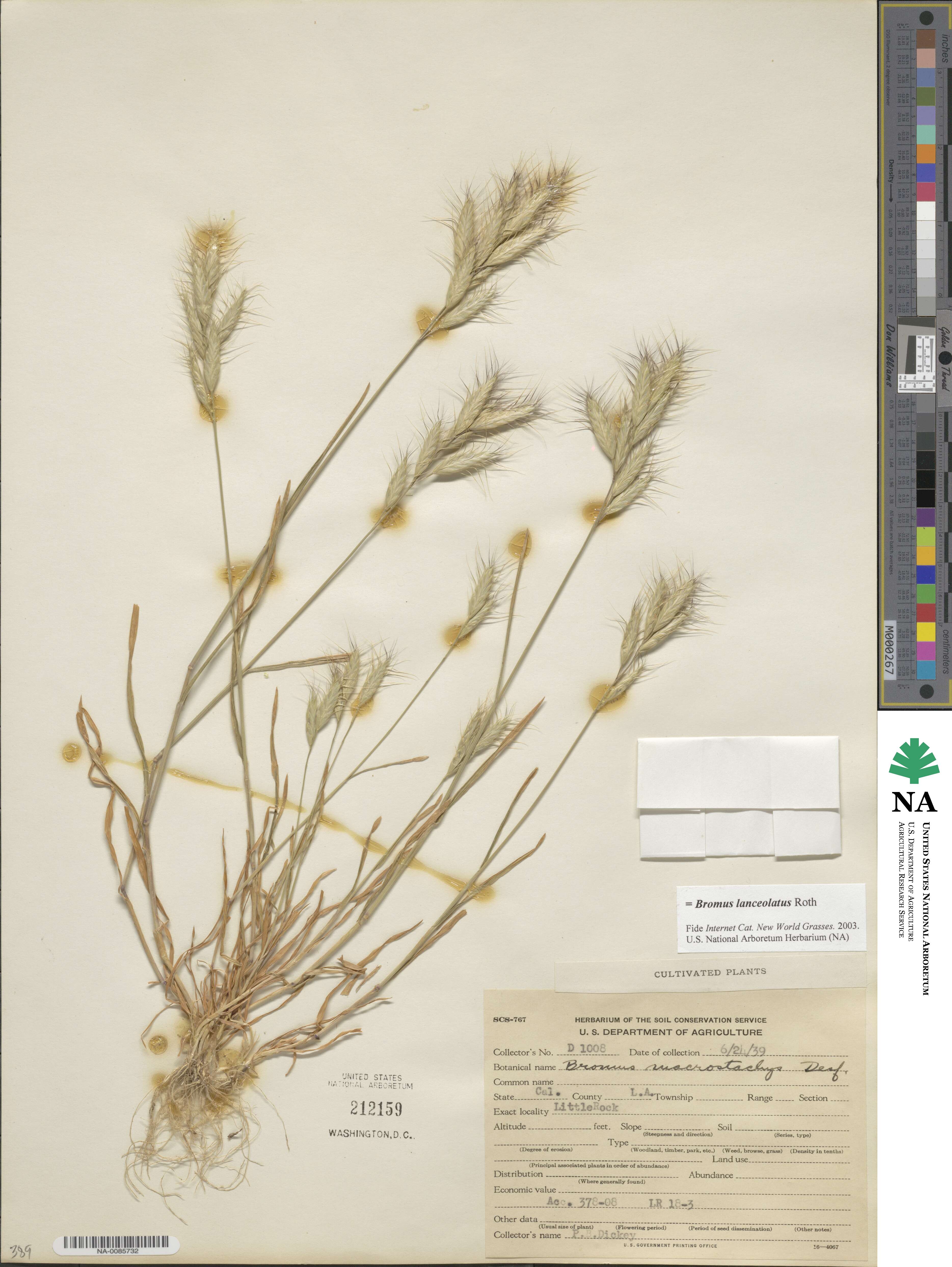 Bromus lanceolatus image