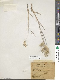 Bromus lanceolatus image