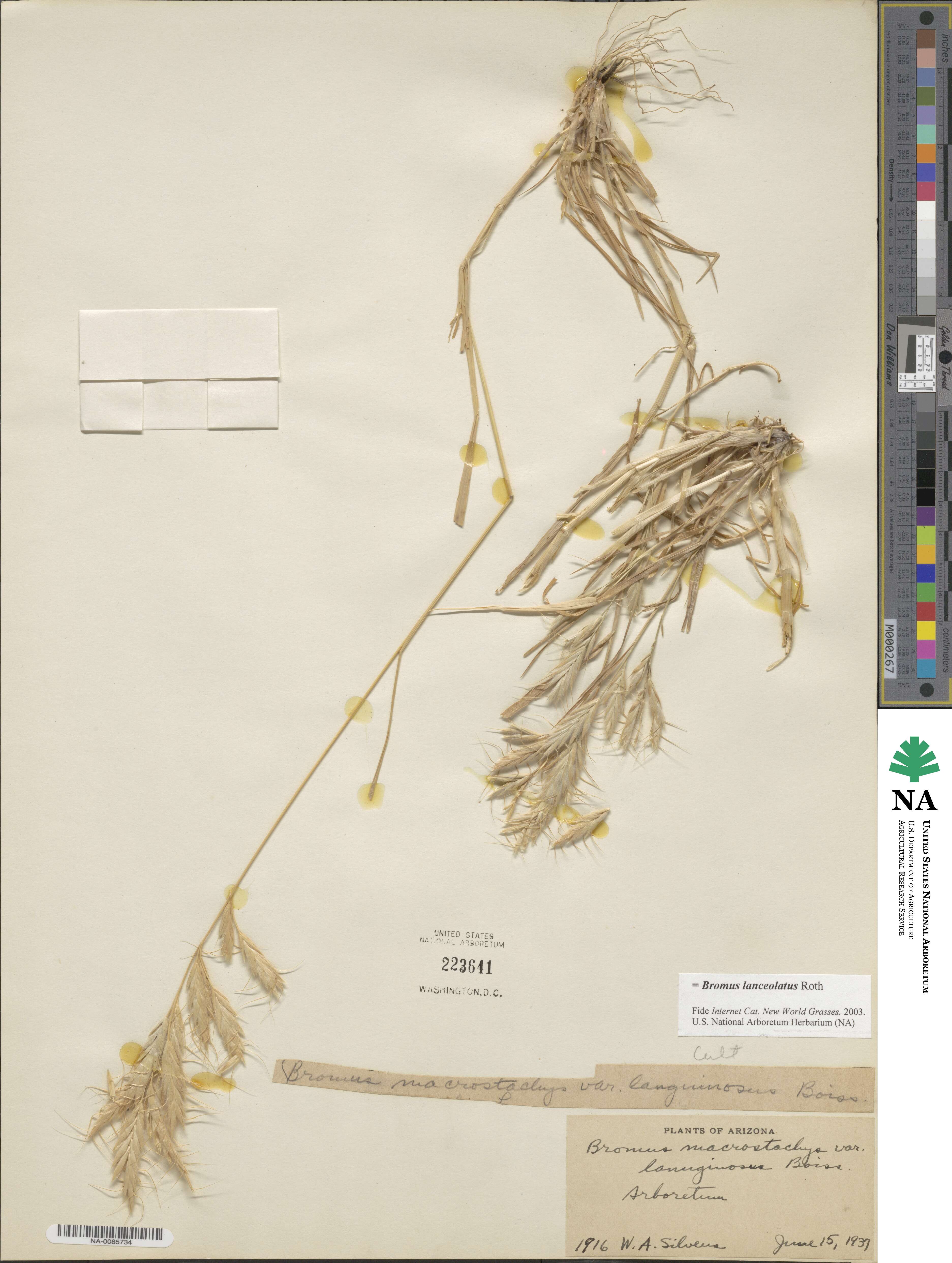 Bromus lanceolatus image