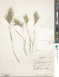 Bromus madritensis image