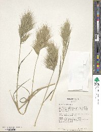 Bromus madritensis image