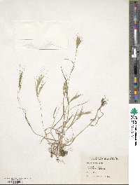 Bromus madritensis image