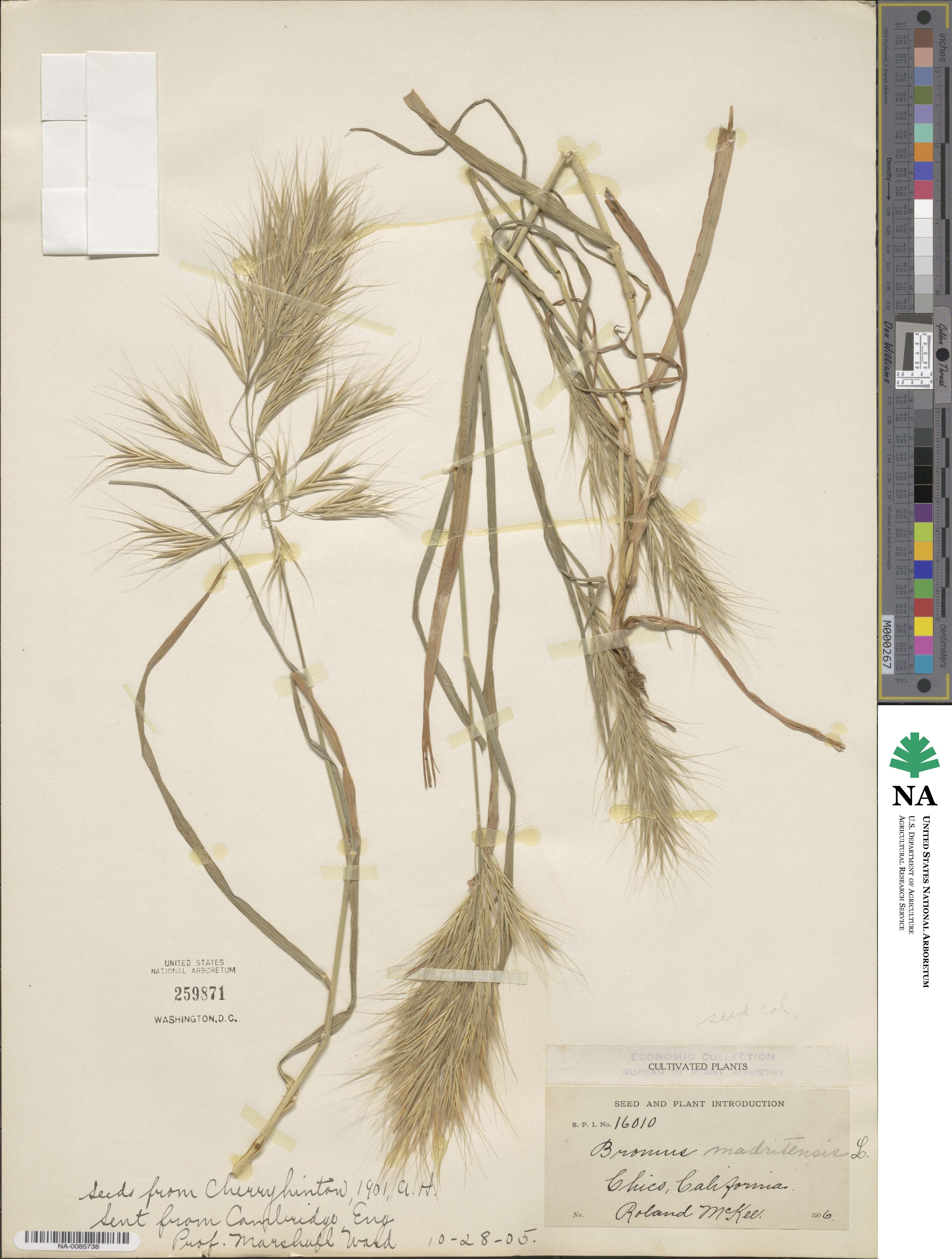 Bromus madritensis image