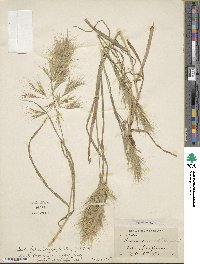 Bromus madritensis image