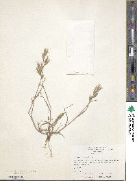 Bromus hordeaceus subsp. hordeaceus image