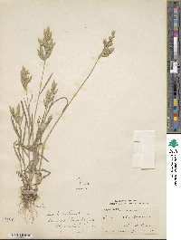 Bromus hordeaceus subsp. hordeaceus image