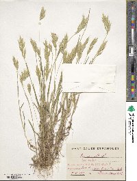 Bromus hordeaceus image