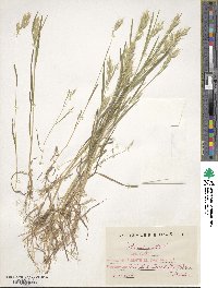 Bromus hordeaceus subsp. hordeaceus image